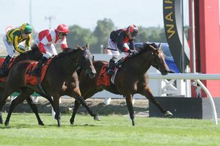 Group 2 Waikato Guineas winner Xbox. Photo: Trish Dunell